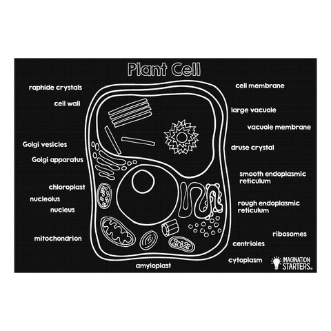 Imagination Starters Chalkboard Placemat 12x17 Plant Cell