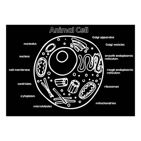 Imagination Starters Chalkboard Placemat 12x17 Animal Cell